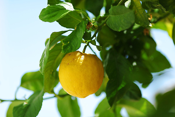 포토 JPG 해외이미지 나무 식물 음식 백그라운드 잎 밭 농업 과일 자연 귤 매달리기 건강 사람없음 초록색 물 농작물 햇빛 농장 노란색 우주 맑음 주스 수확 성장 나뭇가지 신선 소프트포커스 숲 다발 지중해 레몬 가득함 유기농 보케 라임 내추럴 블러 숙성 많음 카피스페이스 해외202004 해외202105 레몬나무 해외포토 자연요소 웰빙 산업 음료 바다 컬러 컨셉 모션 날씨 촬영기법 태양 공백 생태계 파일형식