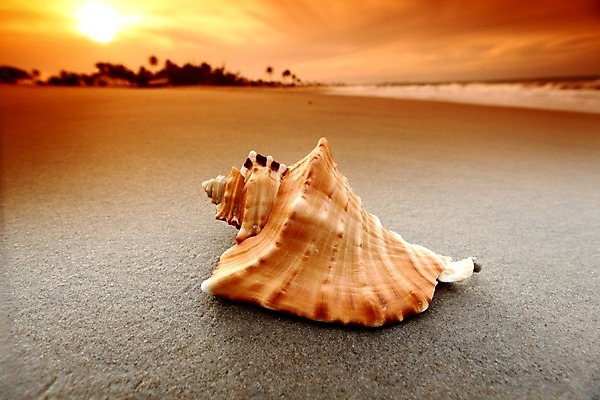 포토 JPG 해외이미지 동물 모래 파도 바다 섬 여행 백그라운드 컨셉 자연 하늘 휴가 조개 휴식 멕시코 손바닥 풍경 사람없음 초록색 물 여름 컬러풀 여행객 일몰 껍질 흰색 만 서핑 산호 휴양지 석호 내추럴 완벽 이국적 파라다이스 해외202004 해외202105 해외포토 자연요소 손 계절 컬러 북아메리카 어패류 사람 노을 장소 수상스포츠 자포동물 생태계 파일형식