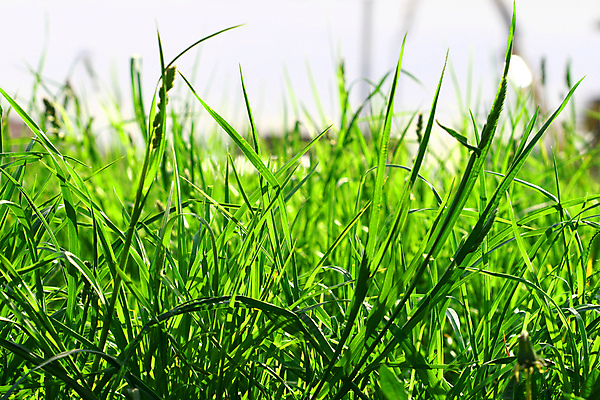 포토 JPG 해외이미지 식물 선 백그라운드 밭 자연 새로움 건강 잔디 사람없음 초록색 봄 활발 성장 질감 서식 조경 제비 내추럴 깊이 블러 그리너리 해외202004 해외202105 해외포토 계절 컬러 컨셉 농업 조류 생태계 파일형식 트랜드컬러