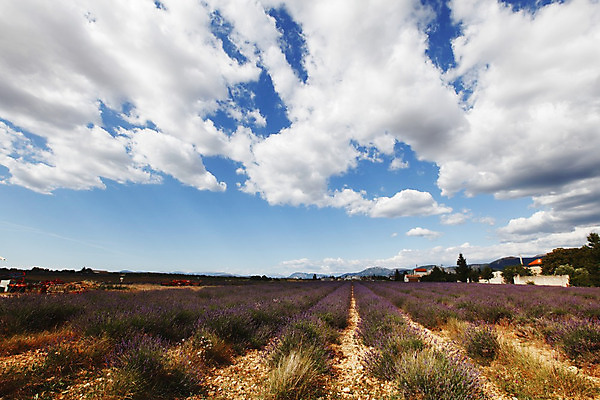 포토 JPG 해외이미지 식물 구름 꽃 유럽 선 밭 농업 자연 하늘 풍경 사람없음 야외 여름 파란색 농작물 컬러풀 농장 농경지 보라색 활발 프랑스 수확 시골 개화 허브 제비꽃 향기 아로마 아로마테라피 라벤더 내추럴 프랑스어 강렬 밭일 줄서기 프로방스 해외202004 해외202105 해외포토 자연요소 문자 계절 나라 산업 컬러 컨셉 모션 생태계 냄새 테라피 파일형식