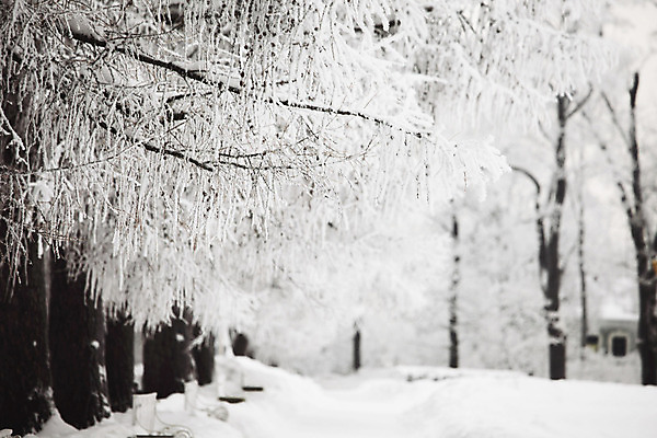 포토 JPG 해외이미지 나무 디자인 계절 공원 백그라운드 컨셉 겨울 자연 벽지 하늘 휴가 새로움 산 풍경 사람없음 야외 목재 파란색 얼음 검은색 화목 회색 추위 흰색 나뭇가지 시골 시간 소나무 황무지 숲 연도 서리 장면 지역 내추럴 옛날 가문비나무 해외202004 해외202105 해외포토 자연요소 식물 공공시설 컬러 재료 생태계 파일형식