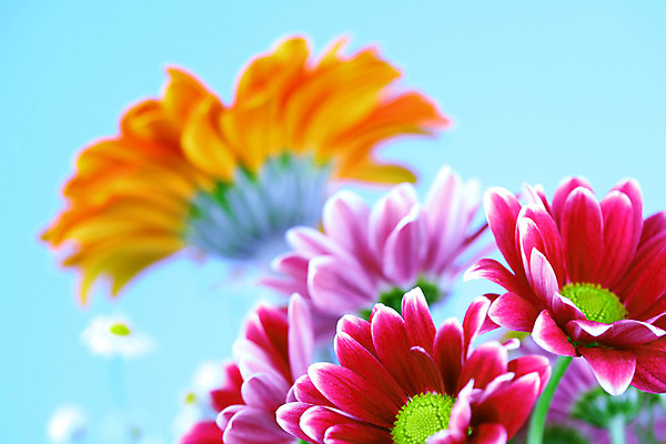 포토 JPG 해외이미지 식물 계절 공원 꽃 꽃다발 백그라운드 잎 꽃무늬 밭 자연 부활절 국화 발렌타인데이 3 사랑 사람없음 야외 초록색 여름 컬러풀 햇빛 태양 정원 보라색 침묵 봄 벚꽃 하트 축하 신선 닫기 5월 꽃집 데이지 엽서 내추럴 강렬 블러 캐모마일 해외202004 해외202105 해외포토 자연요소 모양 공공시설 기념일 감정 컬러 컨셉 무늬 농업 모션 데이이벤트 상점 소리 날짜 편지 허브 생태계 파일형식