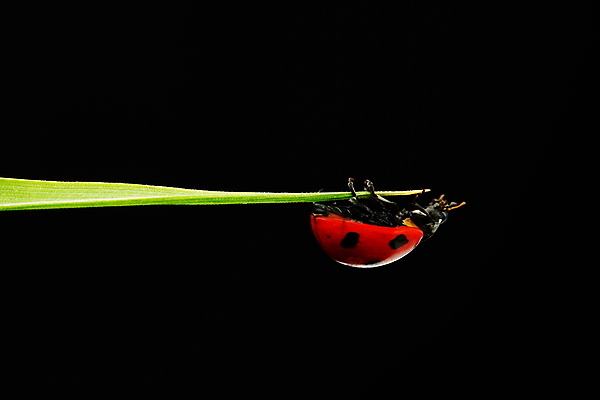 포토 JPG 해외이미지 식물 곤충 자연 사람없음 벌레 작음 무당벌레 내추럴 해외202004 해외202105 해외포토 동물 크기 생태계 파일형식