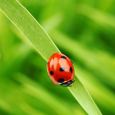 포토 JPG 해외이미지 식물 야생동물 곤충 잎 자연 잔디 초원 사람없음 물 벌레 소프트포커스 작음 무당벌레 내추럴 해외202004 해외202105 해외포토 자연요소 동물 촬영기법 크기 생태계 파일형식