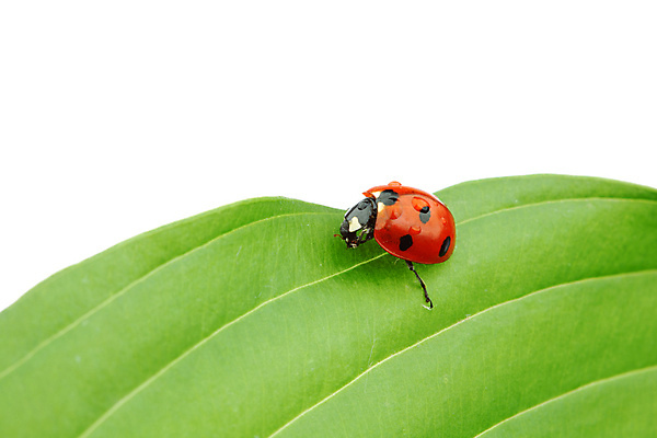 포토 JPG 해외이미지 식물 곤충 잎 자연 초원 사람없음 벌레 소프트포커스 작음 무당벌레 내추럴 해외202004 해외202105 해외포토 동물 촬영기법 크기 생태계 파일형식