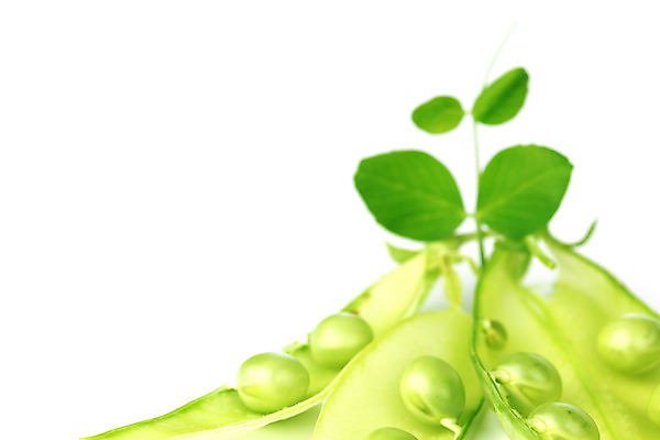 포토 JPG 해외이미지 식물 라이프스타일 계절 꽃잎 음식 줄기 백그라운드 잎 패턴 곡선 다이어트 채소 과일 자연 건강 요리 씨앗 사람없음 초록색 농작물 약 정원 수확 성장 흰색 신선 오픈 그룹 시장 닫기 달콤 먹기 오브젝트 유기농 완두콩 날것 내추럴 고립 꼬투리 숙성 줄서기 해외202004 해외202105 해외포토 웰빙 꽃 선 컬러 무늬 농업 의학 모션 콩 생활 맛 생태계 파일형식