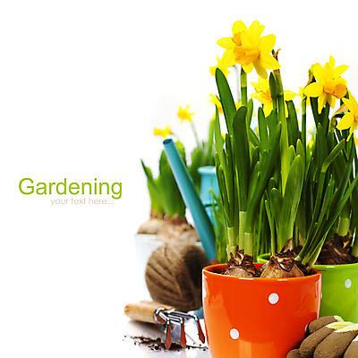 포토 JPG 해외이미지 화분 장갑 타이포그라피 사람없음 물뿌리개 흰배경 원예 수선화 노끈 갈퀴 원예용품 카피스페이스 해외202004 해외포토 문자 잡화 꽃 줄 생활용품 백그라운드 취미 공백 흰색 파일형식