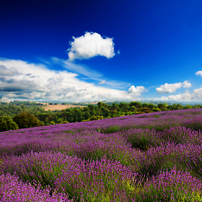 포토 JPG 해외이미지 주간 구름 꽃밭 하늘 사람없음 야외 라벤더 해외202004 해외포토 자연요소 꽃 허브 파일형식