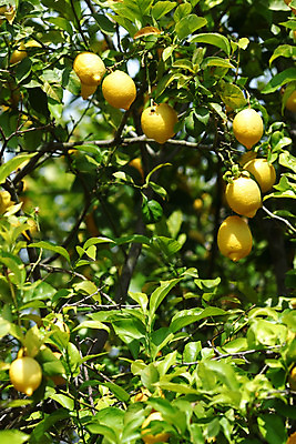 포토 JPG 해외이미지 나무 식물 음식 백그라운드 잎 밭 농업 과일 자연 귤 매달리기 건강 사람없음 초록색 물 농작물 햇빛 농장 노란색 우주 맑음 주스 수확 성장 나뭇가지 신선 소프트포커스 숲 다발 지중해 레몬 가득함 유기농 보케 라임 내추럴 블러 숙성 많음 카피스페이스 해외202004 해외202105 레몬나무 해외포토 자연요소 웰빙 산업 음료 바다 컬러 컨셉 모션 날씨 촬영기법 태양 공백 생태계 파일형식