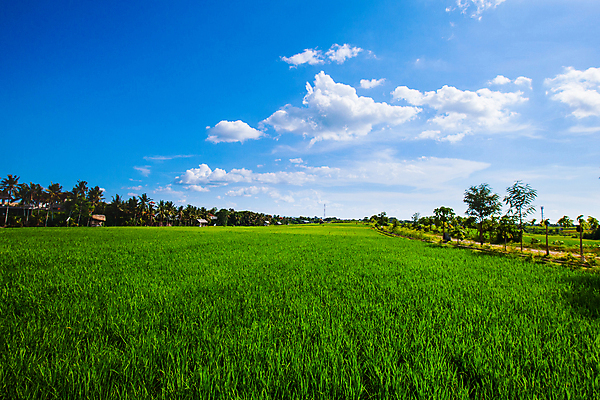 포토 JPG 해외이미지 식물 아시아 문화 음식 백그라운드 농업 태국 자연 하늘 밥 동양인 풍경 사람없음 야외 초록색 파란색 농작물 농장 농경지 환경 수확 성장 시골 땅 유기농 베트남 동쪽 내추럴 논밭 밭일 해외202004 해외202105 해외포토 웰빙 나라 산업 컬러 밭 논 인종 동남아시아 방향 생태계 파일형식