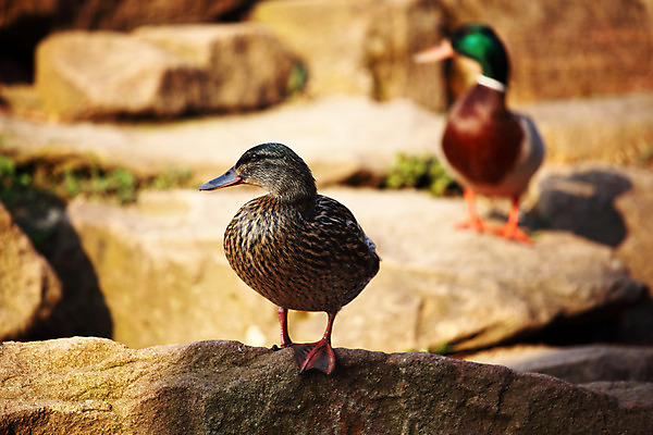포토 JPG 해외이미지 동물 남자 호수 야생동물 음식 파도 백그라운드 2 자연 조류 엄마 부활절 오리 사람없음 야외 초록색 물 파란색 빛 반려동물 강 컬러풀 농장 반사 노란색 수영 치킨 봄 아기 연못 그룹 작음 먹기 깃털 청둥오리 물갈퀴 내추럴 해외202004 해외202105 해외포토 자연요소 계절 기념일 바다 컬러 농업 가족 모션 사람 수상스포츠 크기 생태계 닭고기요리 파일형식