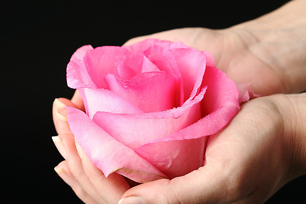 포토 JPG 해외이미지 식물 디자인 기념일 꽃잎 꽃 분홍색 백그라운드 꽃무늬 자연 추상 휴가 발렌타인데이 선물 사랑 사람없음 빨간색 여름 빛 장미 정원 봄 낭만 벚꽃 흰색 신선 오픈 신용카드 화려 닫기 심볼 묘사 아로마 부드러움 내추럴 고립 특별함 파스텔톤 스타일 국경 해외202004 해외202105 해외포토 계절 감정 컬러 컨셉 무늬 모션 데이이벤트 이벤트 금융 감각 생태계 파일형식