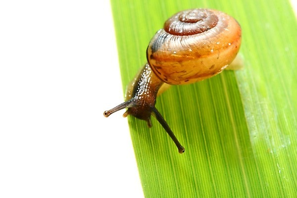 포토 JPG 해외이미지 잎 사람없음 잡초 기어가기 해외202004 해외202105 해외포토 식물 모션 파일형식