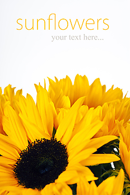 포토 JPG 해외이미지 해바라기 실내 사람없음 해외202004 해외포토 꽃 내부 파일형식