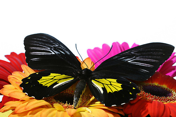 포토 JPG 해외이미지 식물 계절 공원 꽃잎 꽃 분홍색 나비 곤충 백그라운드 꽃무늬 패턴 오렌지 자연 선물 사람없음 야외 빨간색 초록색 컬러풀 노란색 머리 정원 봄 벚꽃 흰색 신선 원형 개화 닫기 묘사 오브젝트 싱글 데이지 거베라 내추럴 해외202004 해외202105 해외포토 도형 동물 공공시설 컬러 무늬 과일 모션 신체부위 생태계 파일형식