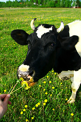 포토 JPG 해외이미지 동물 구름 밭 농업 포유류 자연 하늘 풍경 초원 사람없음 초록색 여름 파란색 햇빛 농장 농경지 마을 환경 맑음 가축 침묵 목장 우유 시골 소 양치기 군중 언덕 밭일 찰과상 목가 해외202004 해외202105 해외포토 자연요소 직업 계절 산업 컬러 날씨 유제품 사람 태양 소리 상처 생태계 파일형식