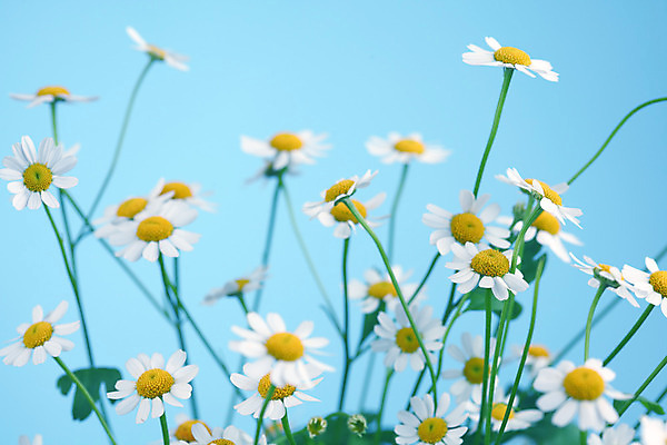 포토 JPG 해외이미지 식물 꽃 백그라운드 자연 친절 국화 초원 사람없음 초록색 여름 파란색 노란색 흰색 신선 신용카드 닫기 데이지 영원 캐모마일 해외202004 해외202105 해외포토 계절 컬러 모션 금융 허브 생태계 파일형식