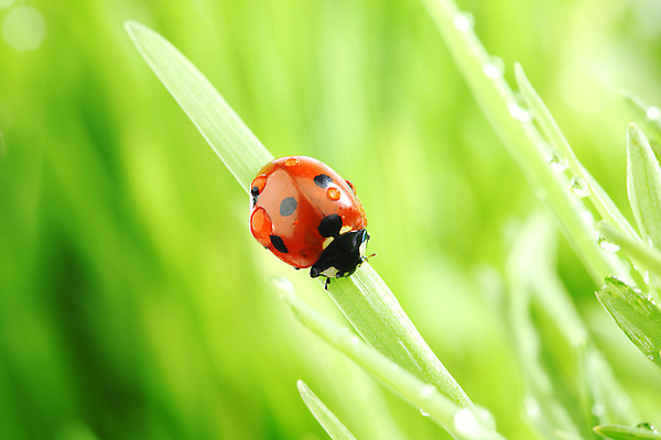 포토 JPG 해외이미지 식물 야생동물 곤충 잎 자연 초원 사람없음 물 물방울 작음 무당벌레 내추럴 해외202004 해외202105 해외포토 자연요소 동물 크기 생태계 파일형식