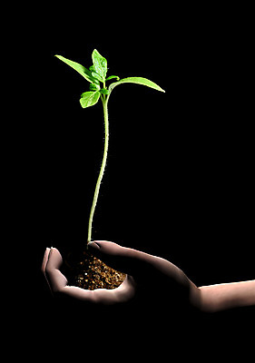 포토 JPG 해외이미지 나무 식물 컨셉 잎 농업 자연 새로움 아이디어 사람없음 초록색 새싹 환경 정원 봄 활발 성장 흰색 작음 오브젝트 시작 싱글 원예 먼지 개발 고립 모종 생태학 세련 해외202004 해외202105 해외포토 계절 교육 산업 컬러 취미 크기 생태계 파일형식