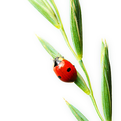 포토 JPG 해외이미지 식물 곤충 자연 사람없음 벌레 작음 무당벌레 내추럴 해외202004 해외202105 해외포토 동물 크기 생태계 파일형식