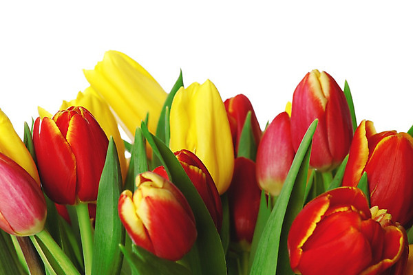 포토 JPG 해외이미지 꽃 꽃다발 백그라운드 잎 부활절 발렌타인데이 선물 사람없음 장식 빨간색 초록색 컬러풀 노란색 봄 튤립 벚꽃 흰색 신선 신용카드 다발 고립 해외202004 해외202105 해외포토 식물 계절 기념일 컬러 데이이벤트 금융 파일형식