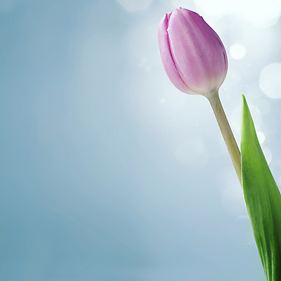 포토 JPG 해외이미지 실내 사람없음 파란색 튤립 파란배경 빛망울 카피스페이스 해외202004 해외포토 꽃 컬러 백그라운드 내부 빛 공백 파일형식