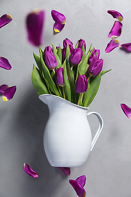 포토 JPG 해외이미지 꽃잎 잎 회색배경 사람없음 튤립 플랫 해외202004 해외포토 식물 꽃 백그라운드 회색 파일형식