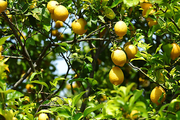 포토 JPG 해외이미지 나무 식물 음식 백그라운드 잎 밭 농업 과일 자연 귤 매달리기 건강 사람없음 초록색 물 농작물 햇빛 농장 노란색 우주 맑음 주스 수확 성장 나뭇가지 신선 소프트포커스 숲 다발 지중해 레몬 가득함 유기농 보케 라임 내추럴 블러 숙성 많음 카피스페이스 해외202004 해외202105 레몬나무 해외포토 자연요소 웰빙 산업 음료 바다 컬러 컨셉 모션 날씨 촬영기법 태양 공백 생태계 파일형식