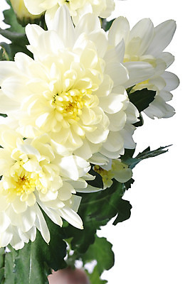 포토 JPG 해외이미지 식물 꽃 백그라운드 꽃무늬 자연 발렌타인데이 선물 사람없음 장식 컬러풀 봄 벚꽃 흰색 신선 개화 해외202004 해외202105 해외포토 계절 컬러 무늬 데이이벤트 생태계 파일형식