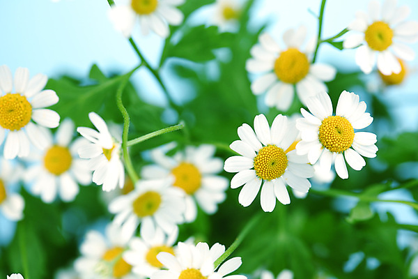 포토 JPG 해외이미지 식물 꽃 백그라운드 자연 친절 국화 초원 사람없음 초록색 여름 파란색 노란색 흰색 신선 신용카드 닫기 데이지 영원 캐모마일 해외202004 해외202105 해외포토 계절 컬러 모션 금융 허브 생태계 파일형식