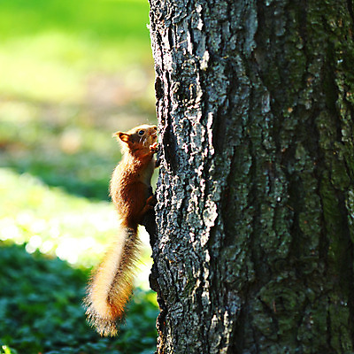 포토 JPG 해외이미지 동물 1 응시 공원 야생동물 포즈 포유류 자연 생물 털 서기 사람없음 야외 목재 옆모습 빨간색 초록색 여름 갈색 회색 가을 흰색 나뭇가지 닫기 설치류 숲 작음 모피 먹기 호기심 꼬리 다람쥐 솜털 내추럴 수유 해외202004 해외202105 해외포토 나무 시선 계절 공공시설 감정 뷰포인트 컬러 컨셉 재료 모션 크기 생태계 파일형식
