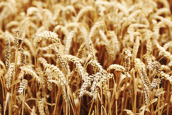 포토 JPG 해외이미지 식물 구름 밭 농업 자연 하늘 풍경 사람없음 여름 농작물 농장 농경지 노란색 수확 시골 밀 묘사 보리 밀짚 내추럴 토스카나 호밀 해외202004 해외202105 해외포토 자연요소 계절 산업 컬러 곡류 이탈리아 짚 생태계 파일형식