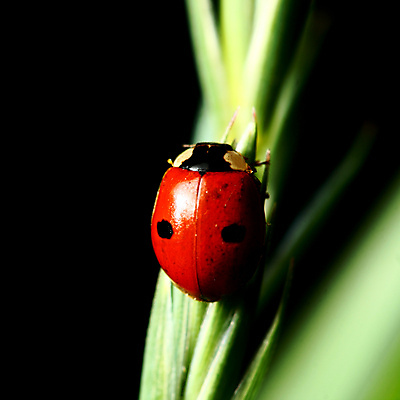 포토 JPG 해외이미지 식물 곤충 자연 사람없음 벌레 작음 무당벌레 내추럴 해외202004 해외202105 해외포토 동물 크기 생태계 파일형식