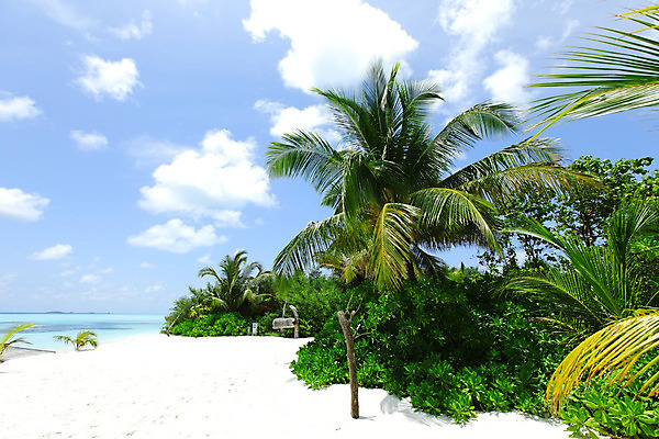 포토 JPG 해외이미지 나무 식물 구름 모래 파도 바다 섬 여행 백그라운드 잎 자연 하늘 휴가 휴식 손바닥 풍경 사람없음 야외 물 여름 파란색 태양 맑음 낭만 흰색 만 휴양지 석호 몰디브 이국적 터키석 파라다이스 수평선 해외202004 해외202105 해외포토 자연요소 손 계절 아시아 컬러 컨셉 날씨 장소 보석 생태계 파일형식