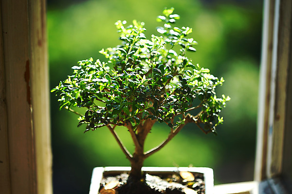 포토 JPG 해외이미지 나무 식물 디자인 꽃 지구 백그라운드 잎 자연 새로움 동양인 취미 사람없음 목재 장식 초록색 컬러풀 일본 검은색 중국 흙 미니어처 자유 성장 흰색 나뭇가지 냄비 작음 컨테이너 원예 뿌리 상록수 망사 리빙 분재 미니 옛날 해외202004 해외202105 해외포토 산업 아시아 컬러 컨셉 재료 인종 모형 직물 솥 크기 생태계 파일형식