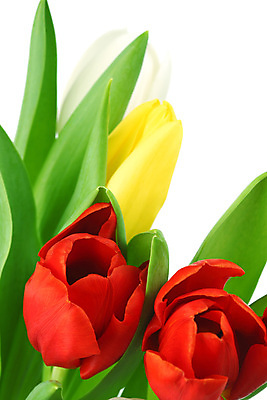 포토 JPG 해외이미지 식물 기념일 꽃잎 꽃 줄기 꽃다발 백그라운드 컨셉 꽃무늬 자연 휴가 부활절 기념 발렌타인데이 선물 사랑 사람없음 장식 빨간색 초록색 컬러풀 노란색 우주 봄 낭만 튤립 벚꽃 축하 인사 신선 신용카드 클래식 우아함 다발 배열 꽃집 묘사 내추럴 고립 칭찬 해외202004 해외202105 해외포토 계절 감정 컬러 무늬 데이이벤트 이벤트 금융 상점 예절 생태계 파일형식