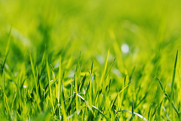 포토 JPG 해외이미지 식물 백그라운드 밭 자연 아침 잔디 사람없음 초록색 빛 햇빛 환경 봄 활발 성장 신선 해외202004 해외202105 해외포토 주간 계절 컬러 컨셉 농업 태양 생태계 파일형식