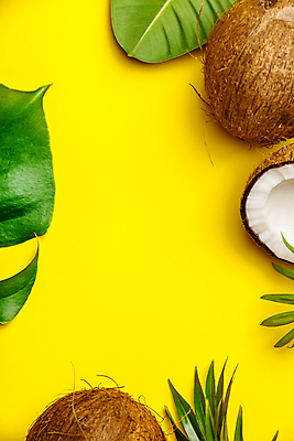 포토 JPG 해외이미지 프레임 사람없음 코코넛 노란배경 몬스테라 열대잎 해외202004 해외포토 식물 백그라운드 잎 과일 노란색 파일형식