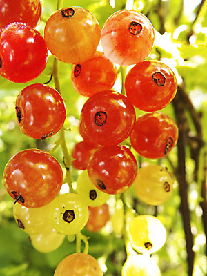 포토 JPG 해외이미지 식물 열매 음식 잎 농업 과일 자연 사람없음 빨간색 초록색 여름 햇빛 정원 수확 나뭇가지 다발 내추럴 건포도 숙성 맛있는 해외202004 해외202105 해외포토 나무 계절 산업 컬러 포도 태양 생태계 건과일 파일형식