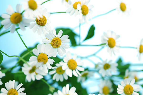 포토 JPG 해외이미지 식물 꽃 백그라운드 자연 친절 국화 초원 사람없음 초록색 여름 파란색 노란색 흰색 신선 신용카드 닫기 데이지 영원 캐모마일 해외202004 해외202105 해외포토 계절 컬러 모션 금융 허브 생태계 파일형식