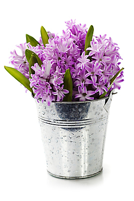 포토 JPG 해외이미지 잎 실내 사람없음 양동이 흰배경 원예 히아신스 해외202004 해외포토 식물 꽃 백그라운드 취미 내부 흰색 파일형식