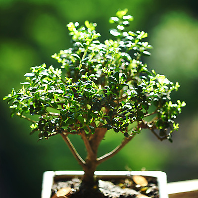 포토 JPG 해외이미지 나무 식물 디자인 꽃 지구 백그라운드 잎 자연 새로움 동양인 취미 사람없음 목재 장식 초록색 컬러풀 일본 검은색 중국 흙 미니어처 자유 성장 흰색 나뭇가지 냄비 작음 컨테이너 원예 뿌리 상록수 망사 리빙 분재 미니 옛날 해외202004 해외202105 해외포토 산업 아시아 컬러 컨셉 재료 인종 모형 직물 솥 크기 생태계 파일형식