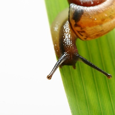 포토 JPG 해외이미지 잎 사람없음 잡초 기어가기 해외202004 해외202105 해외포토 식물 모션 파일형식