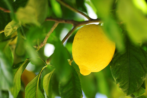 포토 JPG 해외이미지 나무 식물 음식 백그라운드 잎 밭 농업 과일 자연 귤 매달리기 건강 사람없음 초록색 물 농작물 햇빛 농장 노란색 우주 맑음 주스 수확 성장 나뭇가지 신선 소프트포커스 숲 다발 지중해 레몬 가득함 유기농 보케 라임 내추럴 블러 숙성 많음 카피스페이스 해외202004 해외202105 레몬나무 해외포토 자연요소 웰빙 산업 음료 바다 컬러 컨셉 모션 날씨 촬영기법 태양 공백 생태계 파일형식