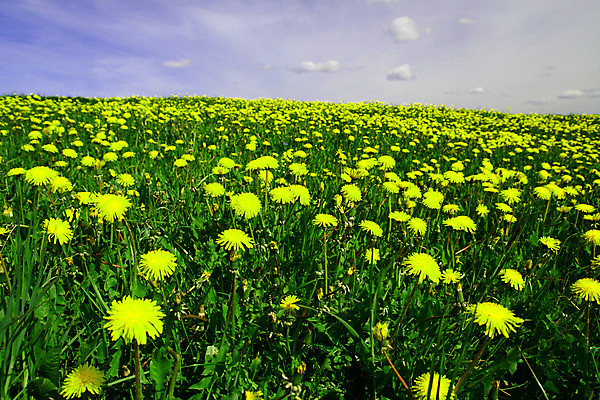 포토 JPG 해외이미지 식물 구름 계절 공원 꽃잎 꽃 행복 백그라운드 잎 꽃무늬 패턴 밭 농업 자연 벽지 하늘 풍경 초원 사람없음 야외 초록색 여름 파란색 컬러풀 태양 농장 노란색 우주 환경 정원 맑음 봄 벚꽃 흰색 시골 신선 닫기 민들레 장면 내추럴 해외202004 해외202105 해외포토 자연요소 공공시설 감정 산업 컬러 무늬 모션 날씨 생태계 파일형식