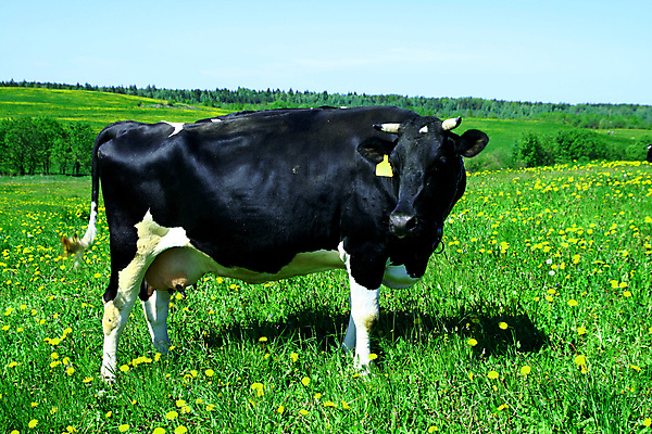 포토 JPG 해외이미지 동물 구름 밭 농업 포유류 자연 하늘 풍경 초원 사람없음 초록색 여름 파란색 햇빛 농장 농경지 마을 환경 맑음 가축 침묵 목장 우유 시골 소 양치기 군중 언덕 밭일 찰과상 목가 해외202004 해외202105 해외포토 자연요소 직업 계절 산업 컬러 날씨 유제품 사람 태양 소리 상처 생태계 파일형식