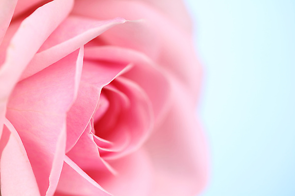 포토 JPG 해외이미지 식물 디자인 꽃잎 꽃 분홍색 백그라운드 꽃무늬 자연 추상 휴가 발렌타인데이 선물 사랑 사람없음 빨간색 물 여름 빛 장미 정원 봄 낭만 벚꽃 흰색 신선 오픈 신용카드 화려 닫기 심볼 묘사 아로마 부드러움 내추럴 고립 특별함 파스텔톤 스타일 국경 해외202004 해외202105 해외포토 자연요소 계절 감정 컬러 컨셉 무늬 모션 데이이벤트 금융 감각 생태계 파일형식