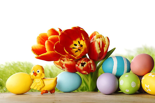 포토 JPG 해외이미지 디자인 꽃 백그라운드 탁자 휴가 부활절 병아리 초원 사람없음 야외 목재 장식 빨간색 초록색 파란색 컬러풀 계란 봄 튤립 흰색 축하 신용카드 고립 해외202004 해외202105 해외포토 나무 식물 계절 기념일 컬러 가구 컨셉 재료 조류 금융 알 파일형식