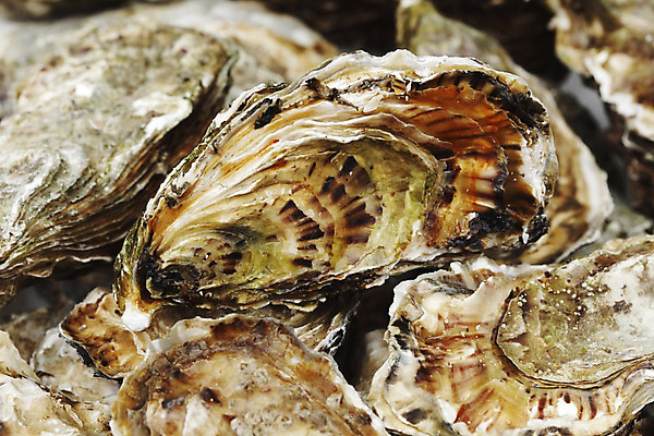 포토 JPG 해외이미지 식재료 실내 근접촬영 사람없음 아웃포커스 굴 신선 해외202004 해외202105 해외포토 뷰포인트 어패류 촬영기법 내부 파일형식