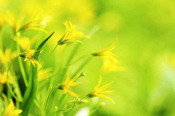 포토 JPG 해외이미지 식물 구름 계절 공원 꽃 백그라운드 잎 꽃무늬 밭 자연 날씨 부활절 발렌타인데이 풍경 사람없음 야외 빨간색 초록색 여름 빛 컬러풀 햇빛 농장 노란색 환경 정원 보라색 봄 벚꽃 축하 신선 닫기 숲 유기농 장면 내추럴 해외202004 해외202105 해외포토 자연요소 웰빙 공공시설 기념일 컬러 컨셉 무늬 농업 모션 데이이벤트 태양 생태계 파일형식